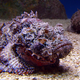 Image for article titled Meet the Deadliest Venomous Animals in the World